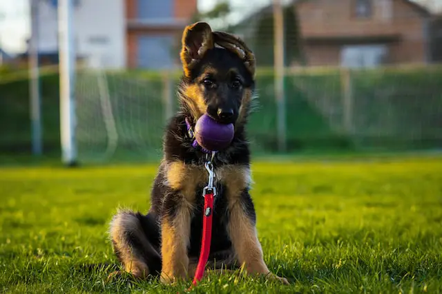 8 Tips For Training Your Puppy Not To Bark
