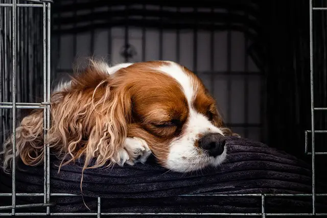 How Long Should You Let A Puppy Cry In A Crate