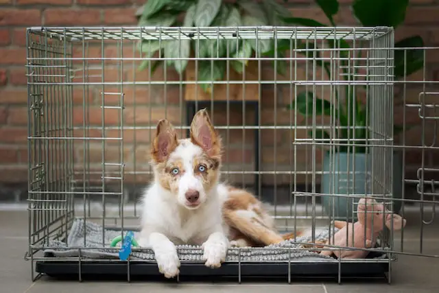 How Long Should You Let A Puppy Cry In A Crate