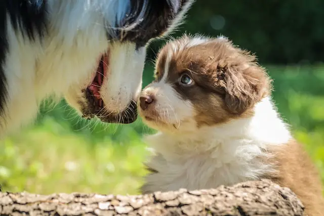 How To Care For Newborn Puppies And Their Mother