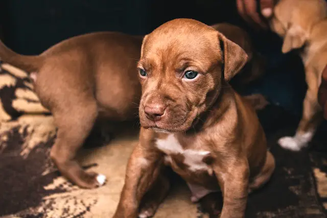 How To Get A Pitbull Puppy To Stop Biting