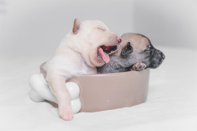 How To Stop Feeding Puppies From Mother