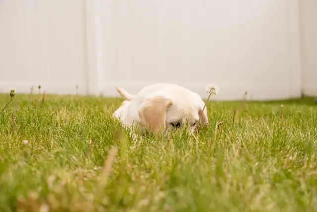 How To Train A Puppy To Use The Bathroom Outside